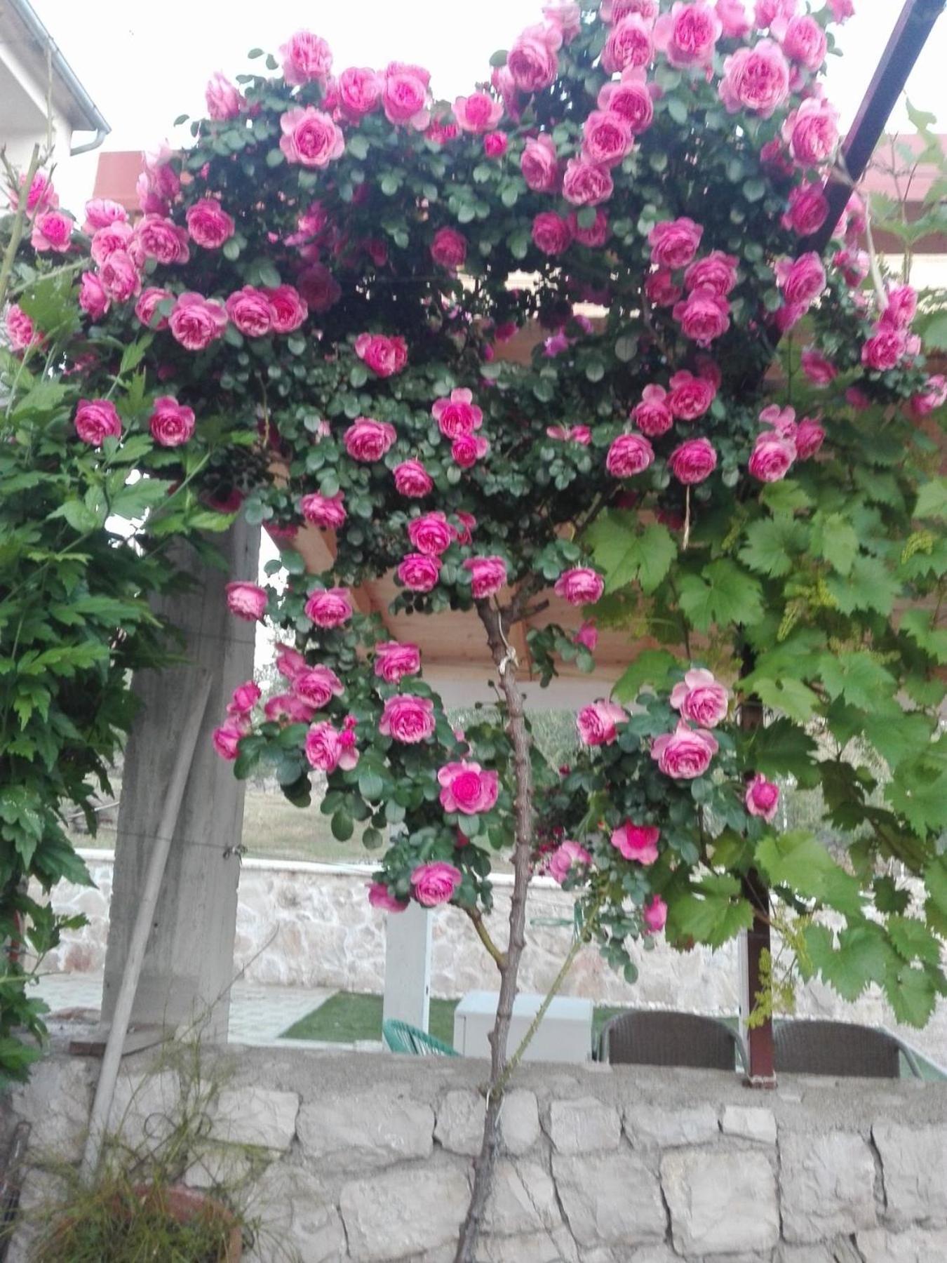 Dalmati House Ξενοδοχείο Brodarica  Εξωτερικό φωτογραφία